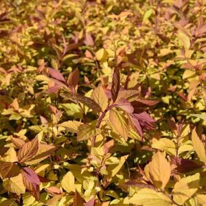 Spiraea japonica 'Goldflame' 40-60 cm